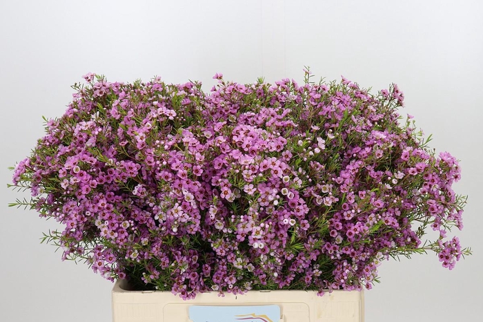 <h4>Chamelaucium Kerryn</h4>