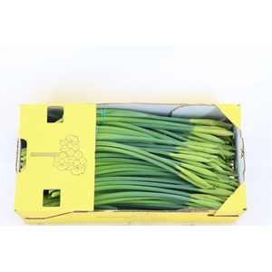Narcis Dutch Master X25 Box