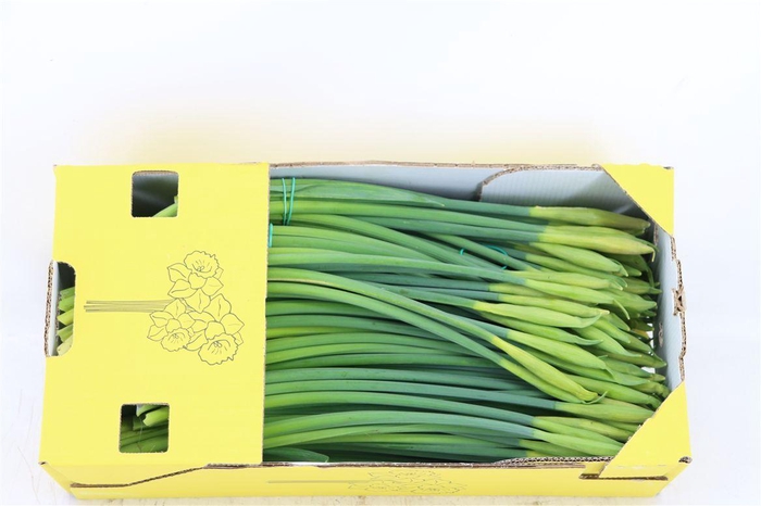 <h4>Narcis Dutch Master X25 Box</h4>