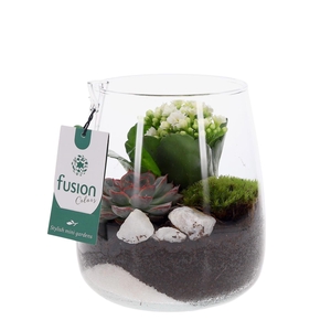 Glazen vaas met Kalanchoe en Succulent