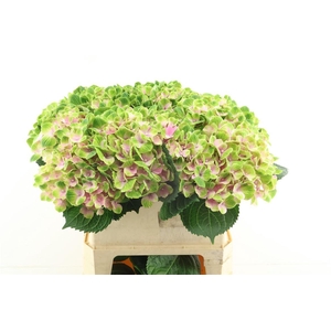 Hydr M Amethyst Pink 80-21