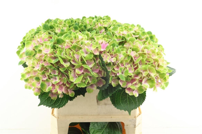 <h4>Hydr M Amethyst Pink 80-21</h4>