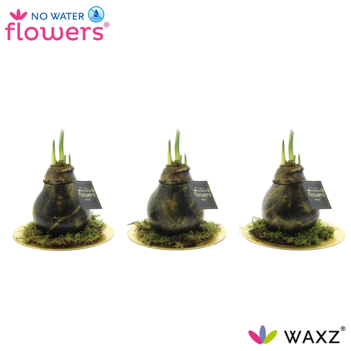 <h4>No Water Flowers® Antiquez Golden Dish</h4>