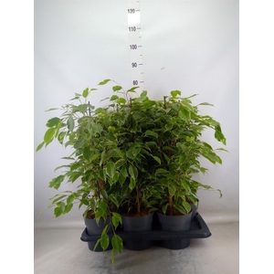 Ficus benja. 'Golden King'