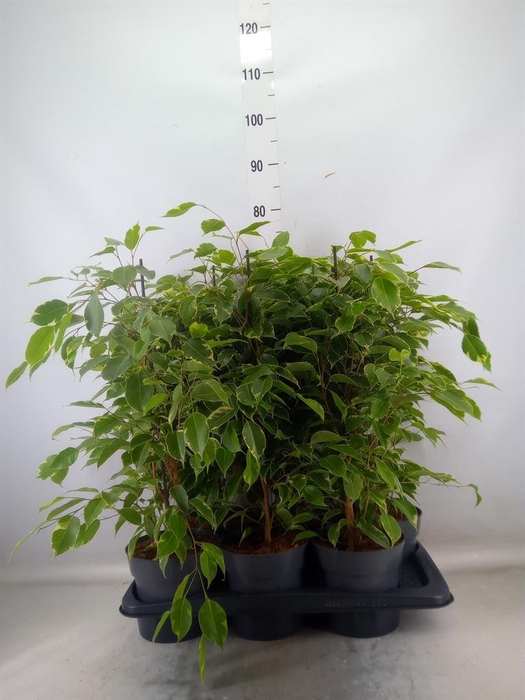 <h4>Ficus benja. 'Golden King'</h4>