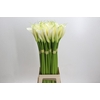 Zantedeschia Eydolls White