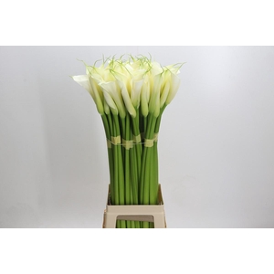 Zantedeschia Eydolls White