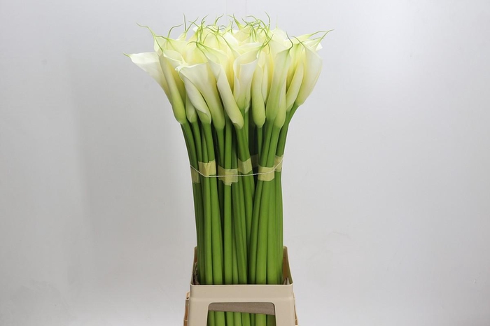 <h4>Zantedeschia Eydolls White</h4>