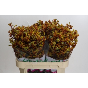 Anigozanthos Gold Fever