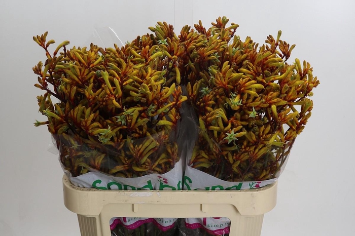 <h4>Kangaroo Paw Gold Fever</h4>
