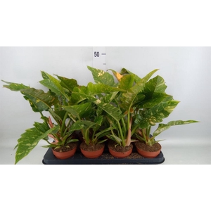 Philodendron  'Ring of Fire'