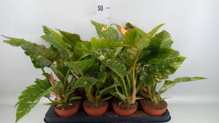 <h4>Philodendron  'Ring of Fire'</h4>