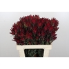 Leucadendron Blush Spray