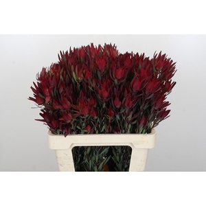 Leucadendron Blush Spray