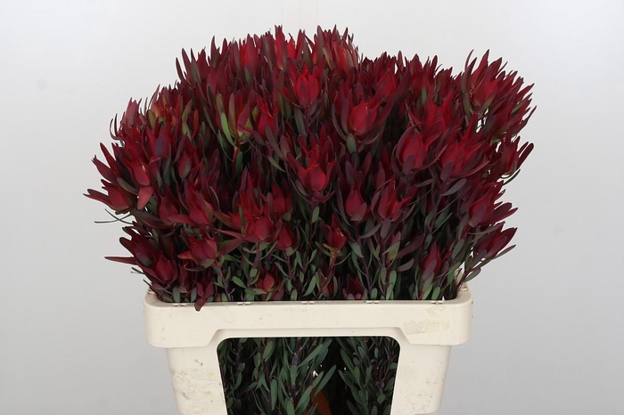 Leucadendron Blush Spray