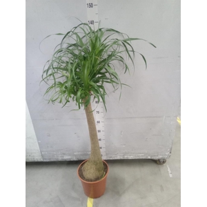 Beaucarnea recurvata