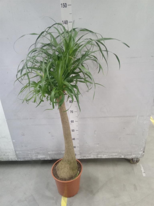 <h4>Beaucarnea recurvata</h4>