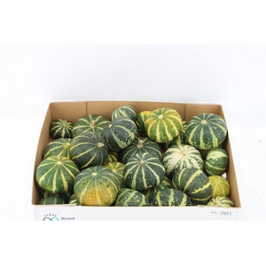 Sier Cuc P Flat Striped X30