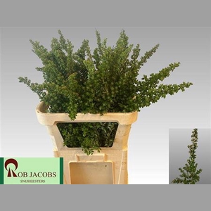 Spiraea Nip Snowmound