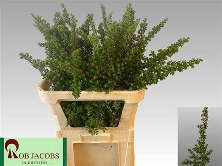 <h4>Spiraea Nip Snowmound</h4>