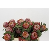 Banksia Coccinea