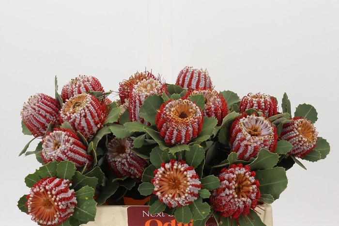 <h4>Banksia Coccinea</h4>