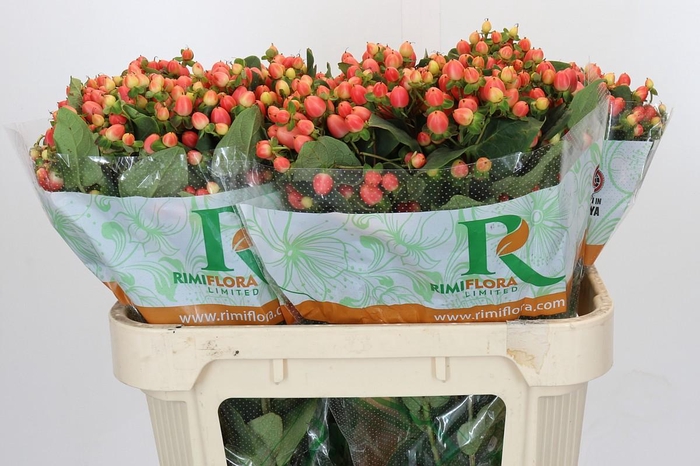 Hypericum Magical Royal Princess