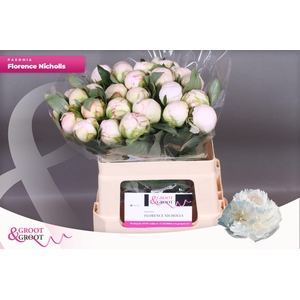 Paeonia Florence Nicholls