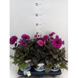 Dahlia  'Dalina Maxi Stardust Pink'