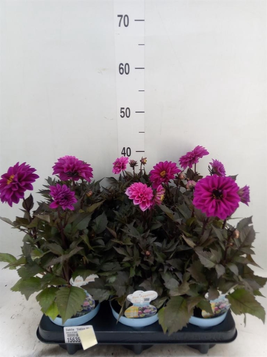 <h4>Dahlia 'Dalina Maxi Stardust Pink'</h4>