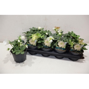 arr8 Hell Ni Advent Star