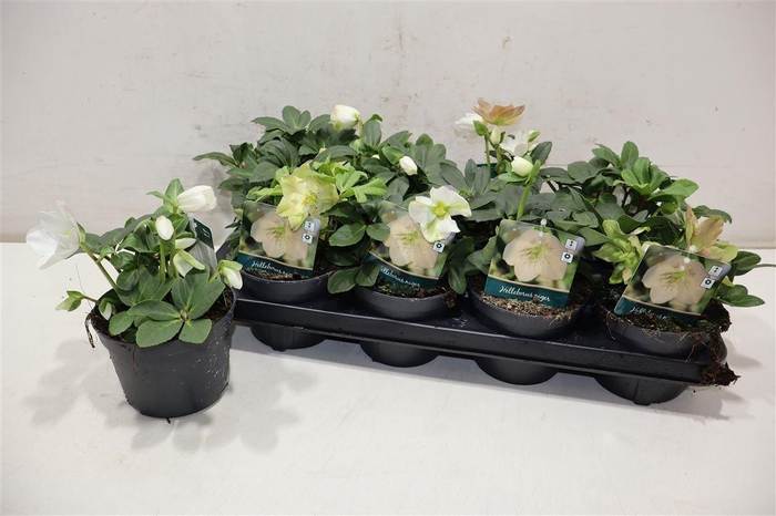 <h4>arr8 Hell Ni Advent Star</h4>