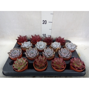 Echeveria   ...mix