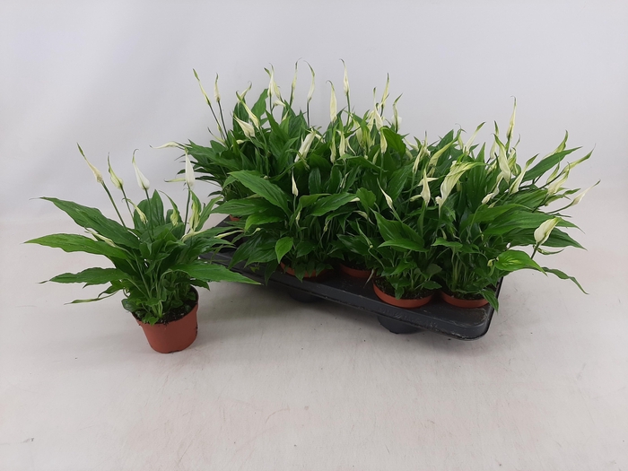 <h4>SPATH CHOPIN</h4>