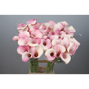 Zantedeschia blushing lady