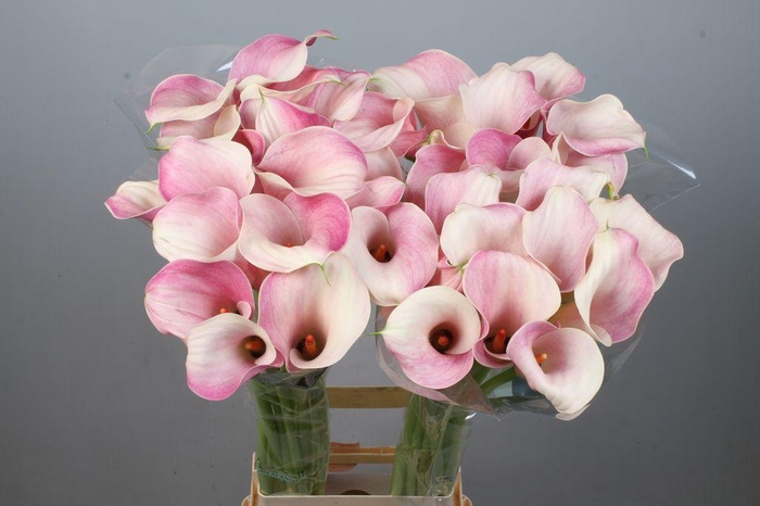 <h4>Zantedeschia blushing lady</h4>