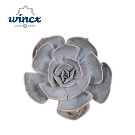 <h4>Echeveria Lilacina Cutflower Wincx-8cm</h4>