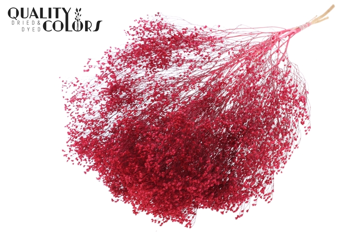 Broom Bloom p/bunch in poly Cerise