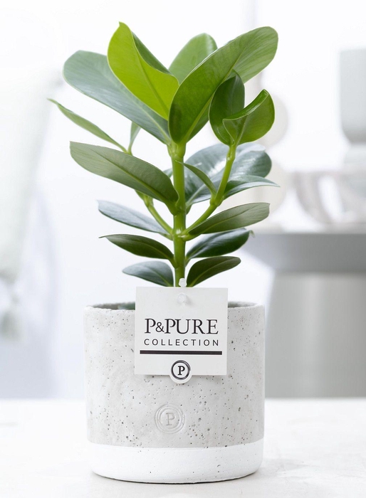 <h4>Clusia Rosea Princess in P&PURE Jade ceramics</h4>