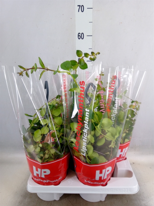 <h4>Aeschynanthus  'Pink Polka'</h4>