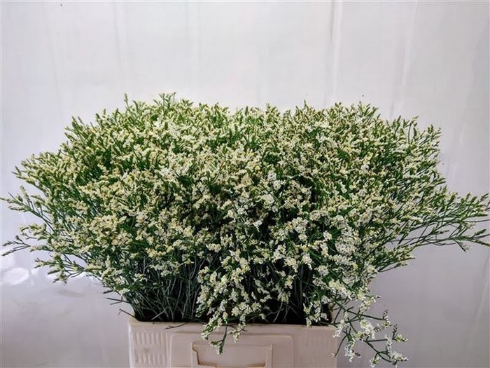 <h4>Limonium Sensi Tip Top Beauty</h4>