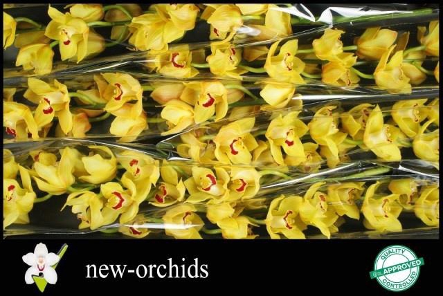 <h4>CYMB T GLITTER</h4>