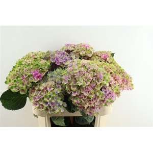 Hydr M Amethyst 80-23