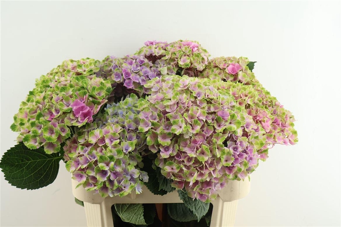 <h4>Hydr M Amethyst 80-23</h4>