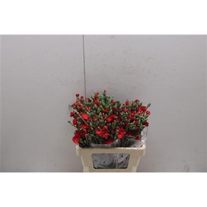 Di Solomio Symply Love