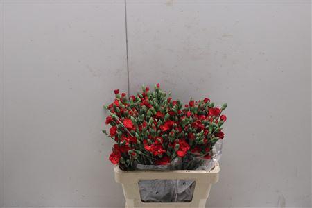 <h4>Di Solomio Symply Love</h4>