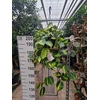 Philodendron Brasil