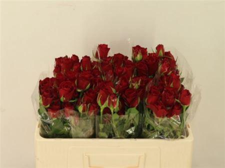 <h4>R Tr In Love</h4>