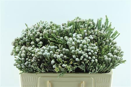 <h4>Kaaps Silver Brunia</h4>