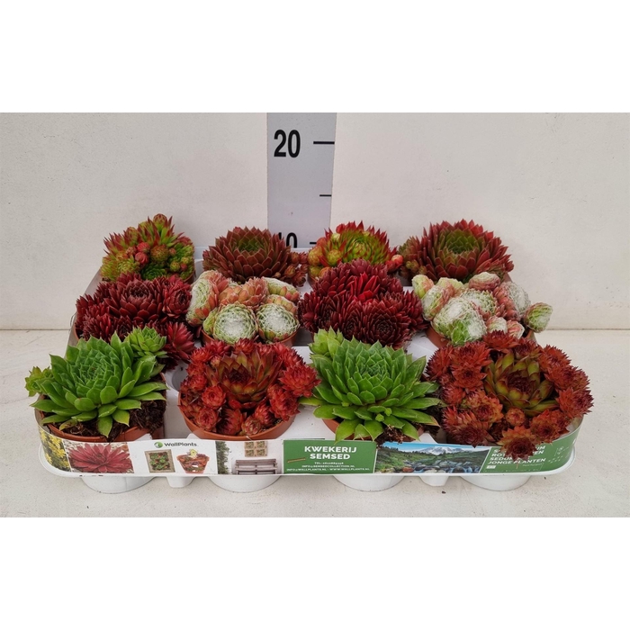 <h4>Sempervivum   ...</h4>